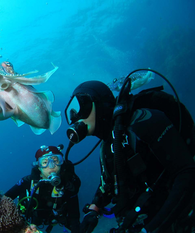 PADI Wrack Tauchen Spezialkurs, El Gouna